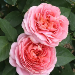 Freelander® Wabara Miyabi Florist Roses 11