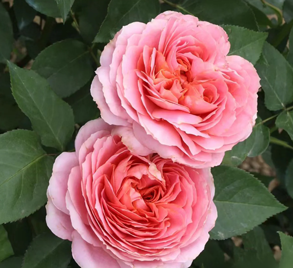 Ekran görüntüsü 2026-02-22 235706