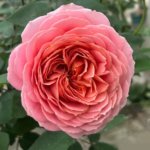 Freelander® Wabara Miyabi Florist Roses 12