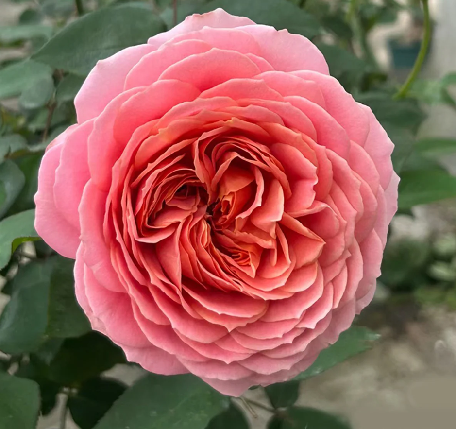 Ekran görüntüsü 2026-02-22 235714