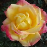 Pullman Orient Express