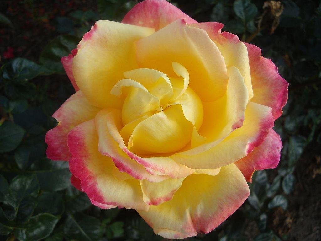 Pullman Orient Express