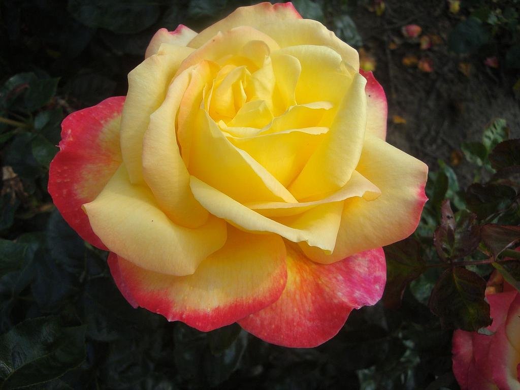 Pullman Orient Express