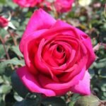 Catherine de Médicis