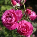 Catherine de Médicis