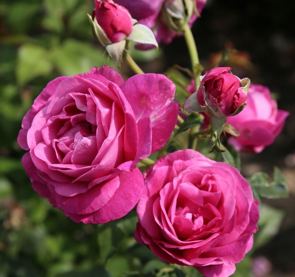 Catherine de Médicis