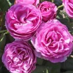 Catherine de Médicis