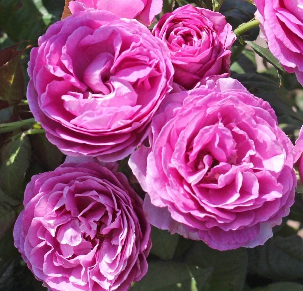 Catherine de Médicis