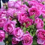 Catherine de Médicis