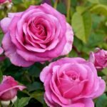 Catherine de Médicis