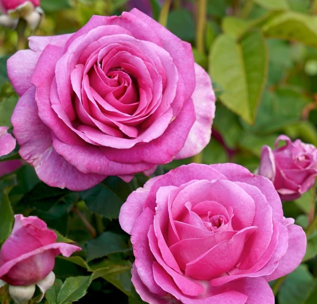 Catherine de Médicis