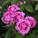 Catherine de Médicis