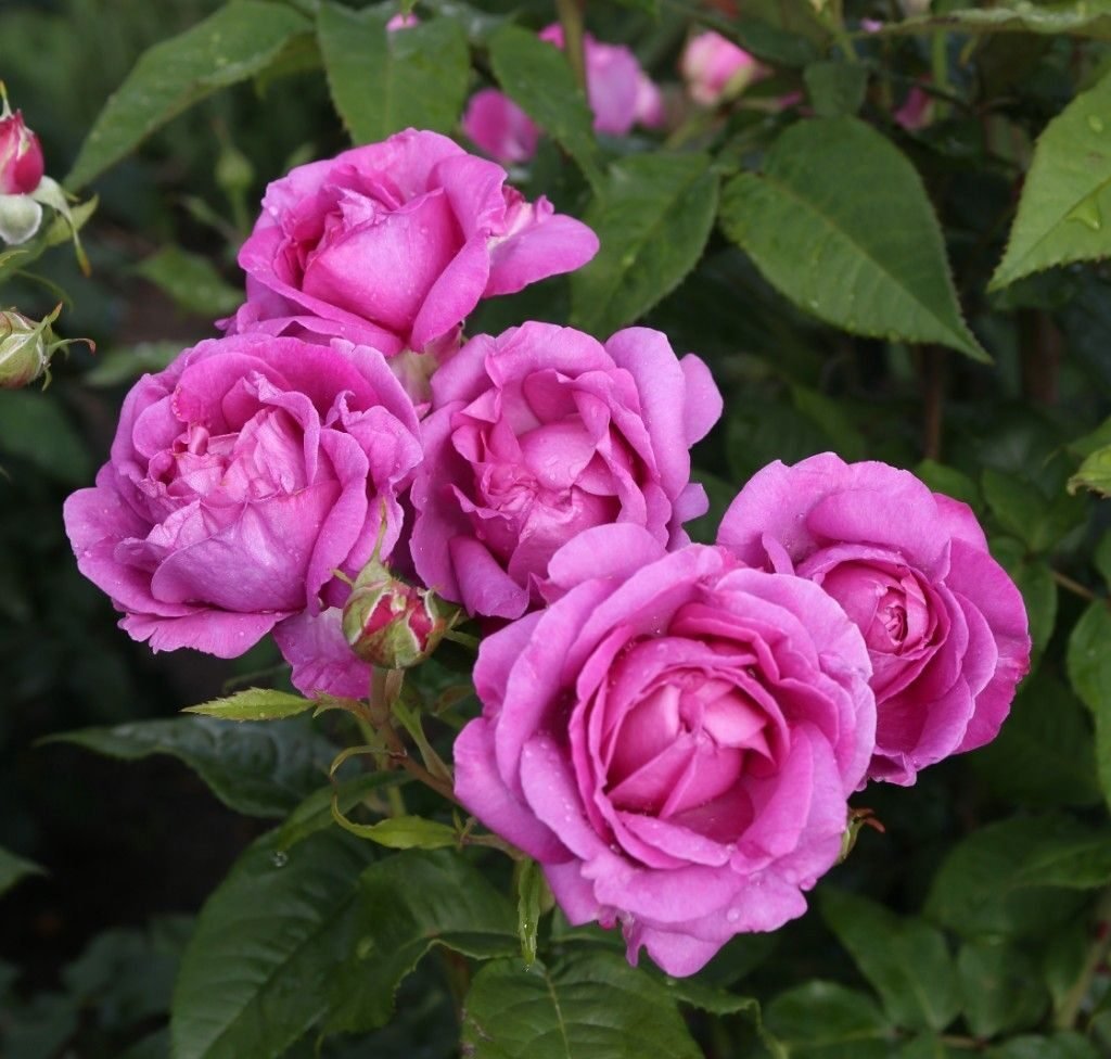 Catherine de Médicis