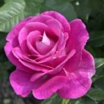 Catherine de Médicis