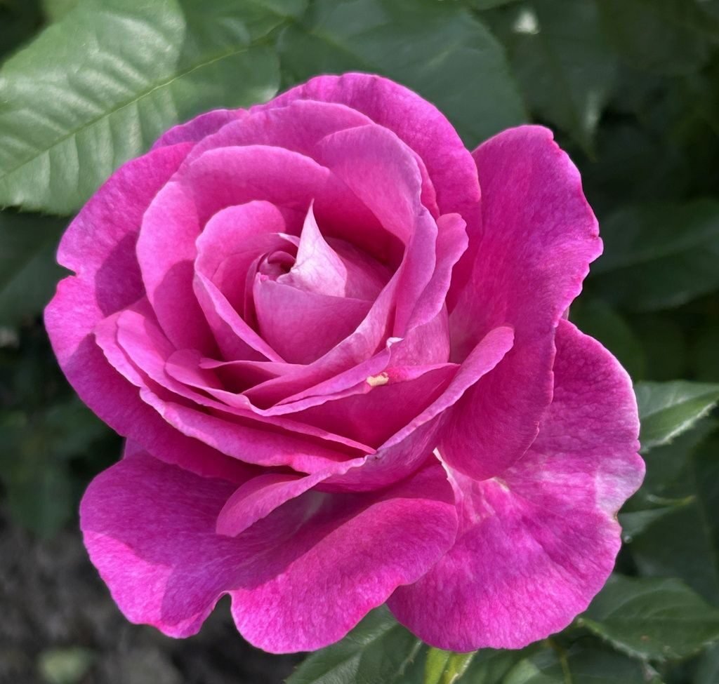 Catherine de Médicis