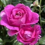 Catherine de Médicis