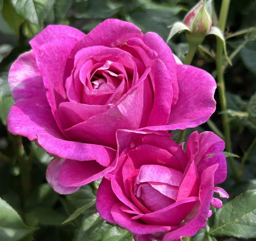 Catherine de Médicis