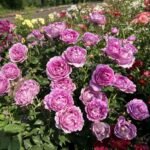 Catherine de Médicis