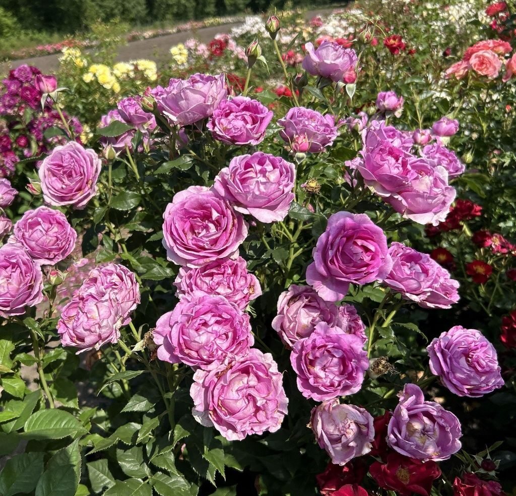 Catherine de Médicis