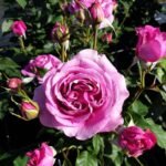 Catherine de Médicis