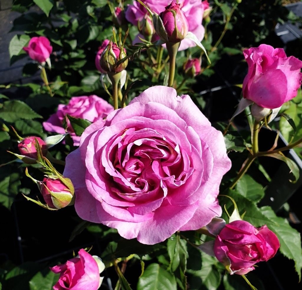 Catherine de Médicis