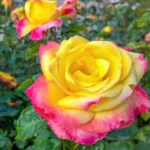 Pullman Orient Express