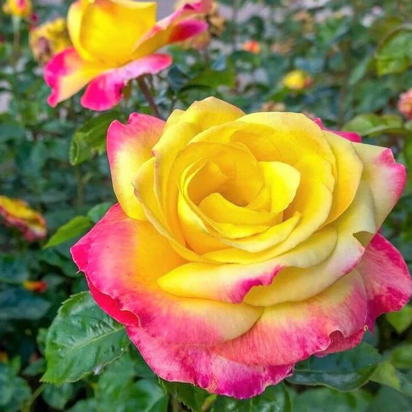 Pullman Orient Express