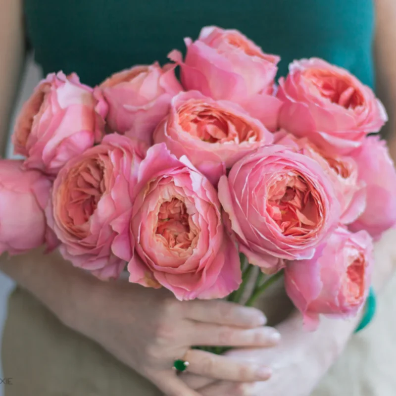 Freelander® Wabara Miyabi Florist Roses – RosaDelAmore
