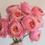 Freelander® Wabara Miyabi Florist Roses 3