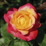 Pullman Orient Express