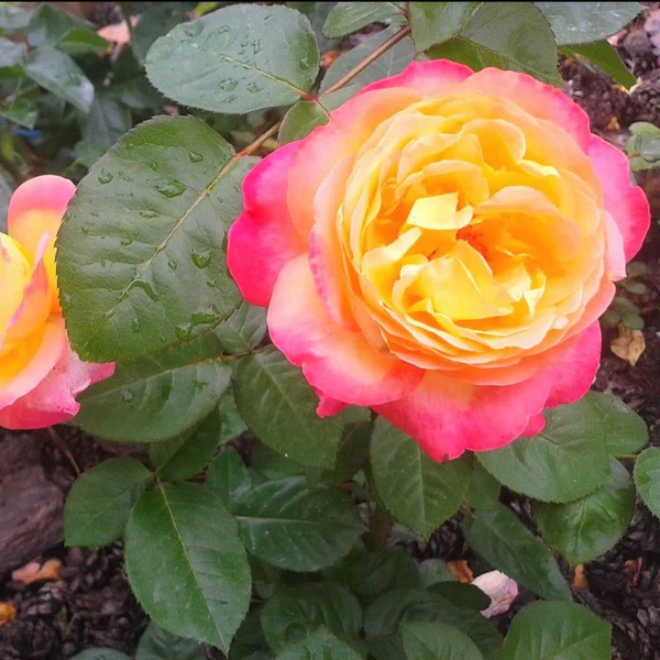 Pullman Orient Express