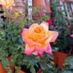 Pullman Orient Express