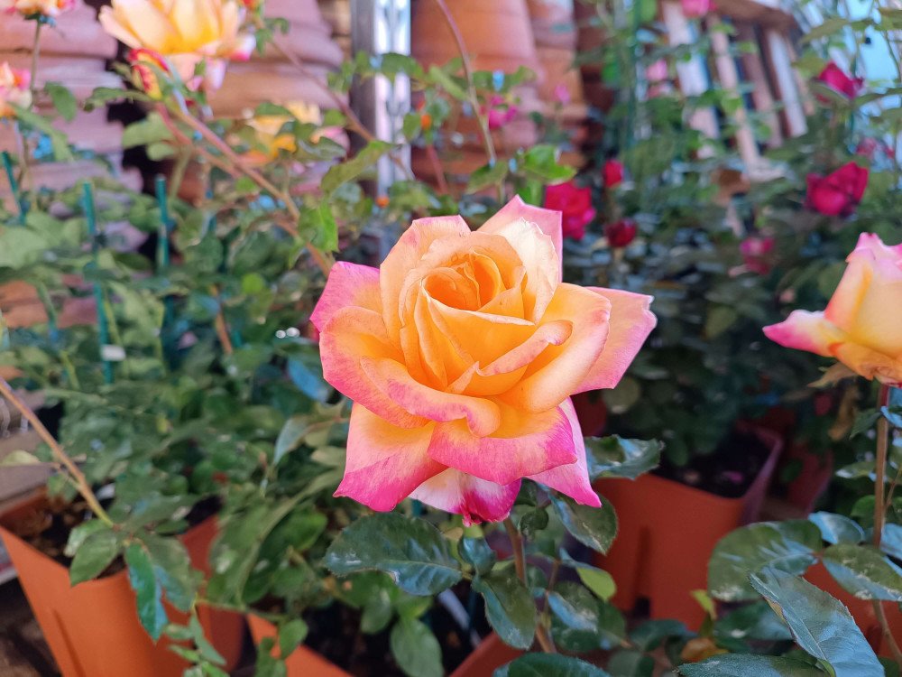 Pullman Orient Express