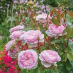 Silas Marner (Ausraveloe) | English Shrub Rose 7