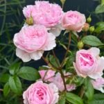 Silas Marner (Ausraveloe) | English Shrub Rose 3