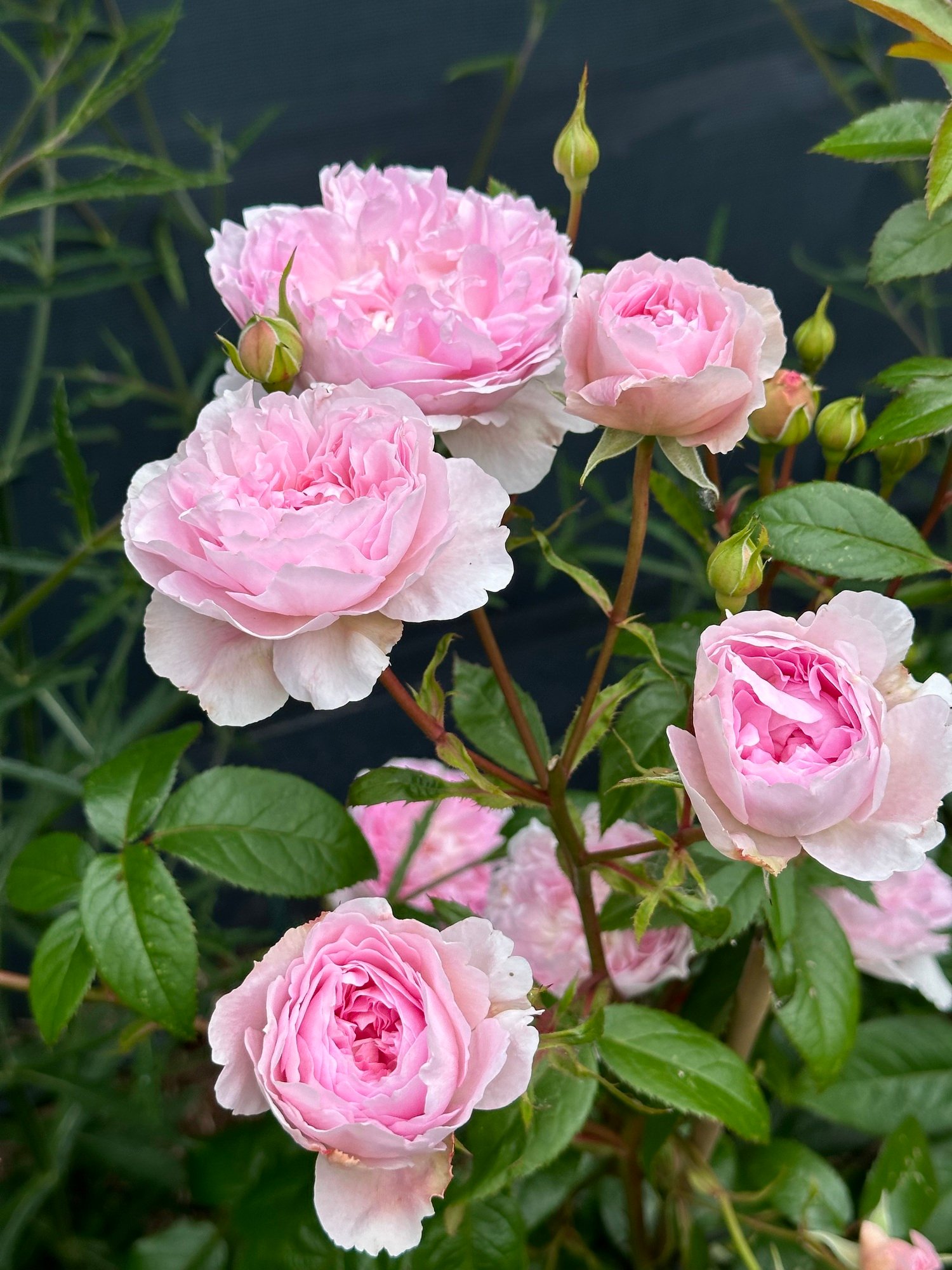 445161c7daae925d1ef6