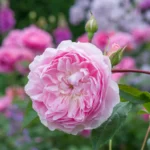 Silas Marner (Ausraveloe) | English Shrub Rose 8