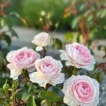 Silas Marner (Ausraveloe) | English Shrub Rose 2