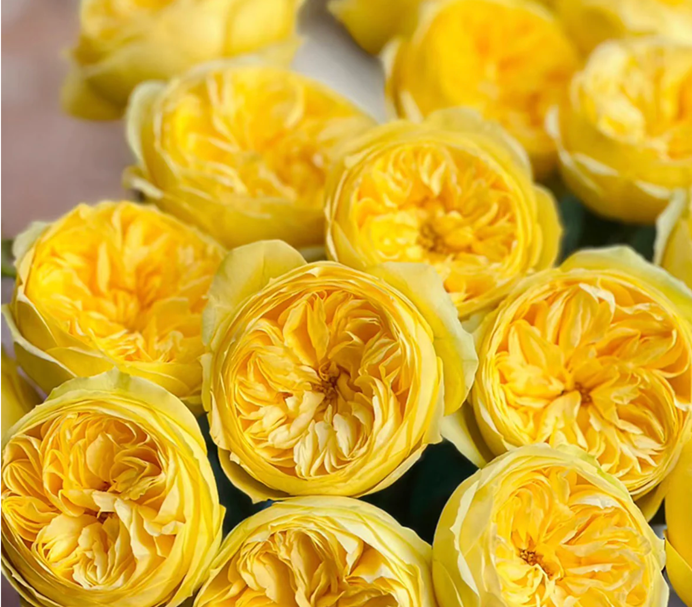 Ekran Resmi 2026-02-28 22.25.37 Catalina