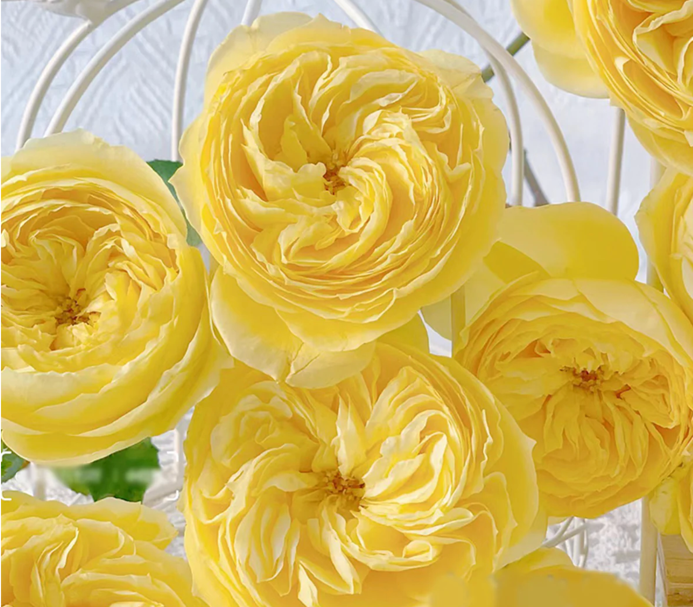 Ekran Resmi 2026-02-28 22.25.43 Catalina