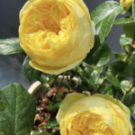 Catalina™ — Dutch Florist Roses | Olij Rozen 6 Catalina
