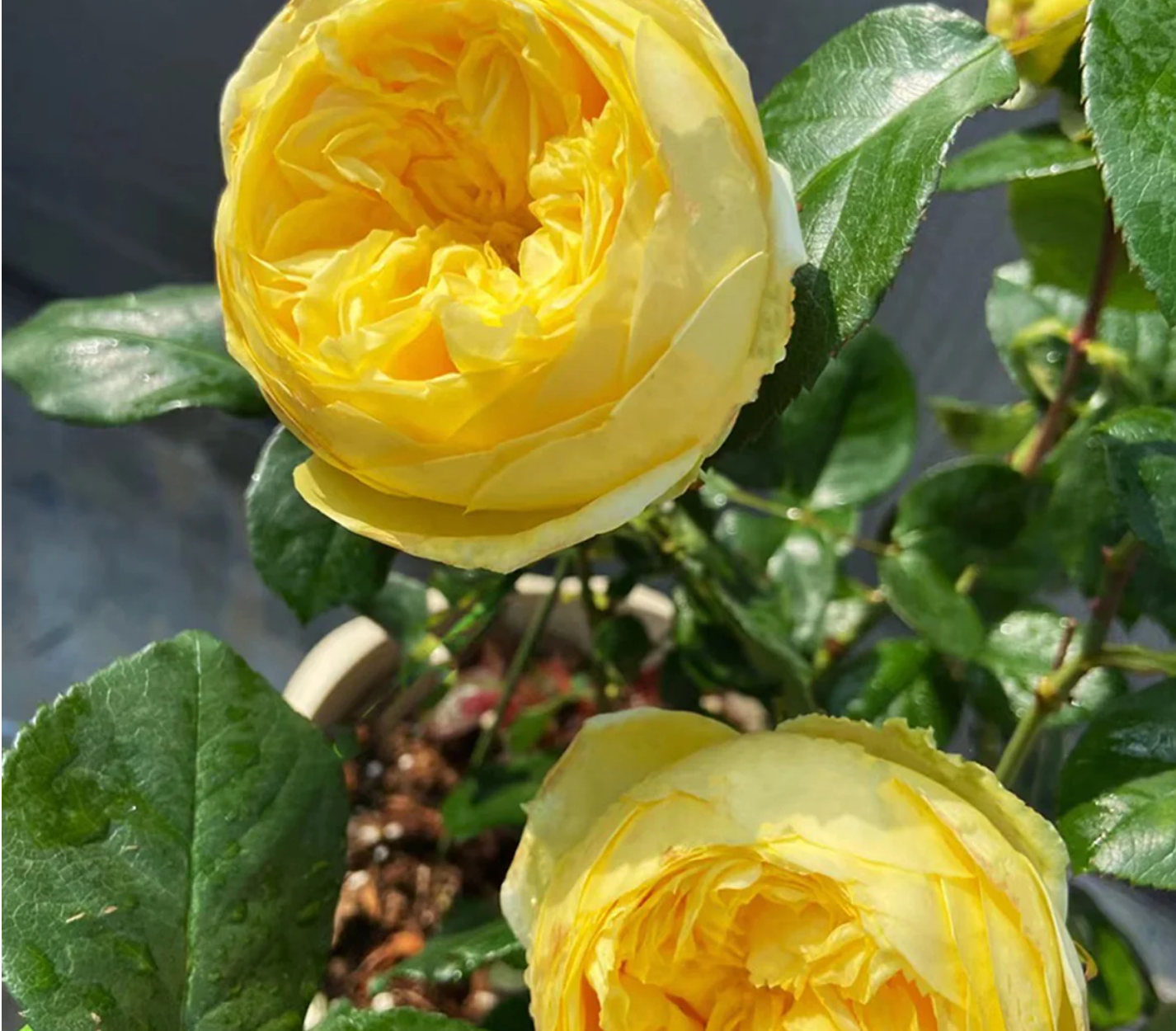 Ekran Resmi 2026-02-28 22.25.55 Catalina