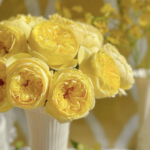 Catalina™ — Dutch Florist Roses | Olij Rozen 1 Catalina