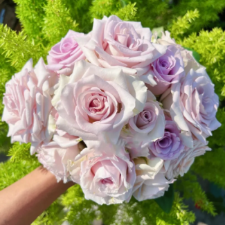 Aşılı Bahçe Gülleri & Gül Fidanı Çeşitleri | RosaDelAmore 18 Bahçe gülleri