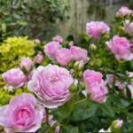 Prologue™ - Japan Florist Roses 13