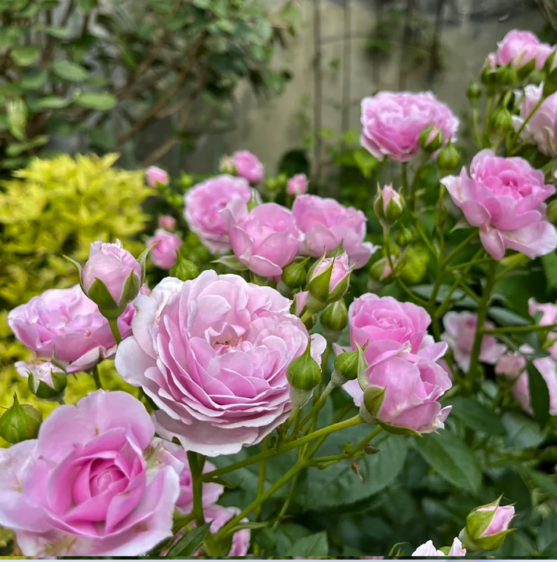 Prologue™ - Japan Florist Roses – RosaDelAmore