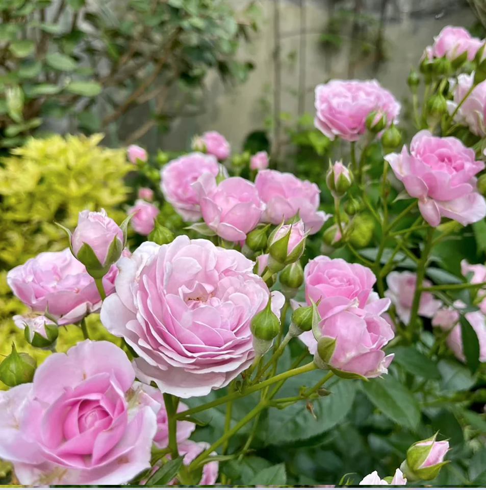 Ekran Resmi 2026-03-24 22.42.26