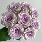 Prologue™ - Japan Florist Roses 1