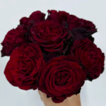 Black Pearl® - Deep Black French Florist Roses 2