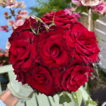 Black Pearl® - Deep Black French Florist Roses 9
